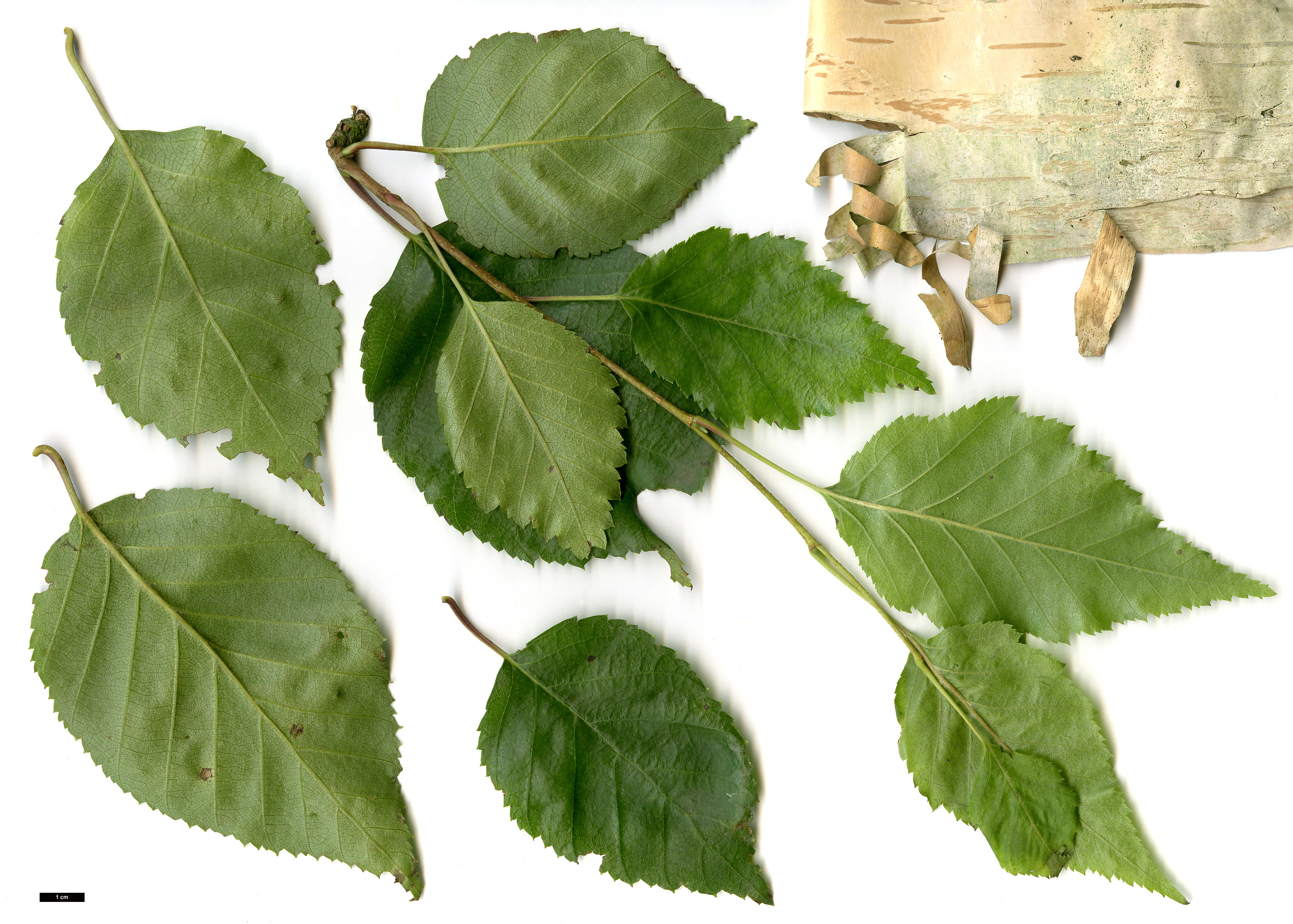 High resolution image: Family: Betulaceae - Genus: Betula - Taxon: utilis - SpeciesSub: subsp. occidentalis